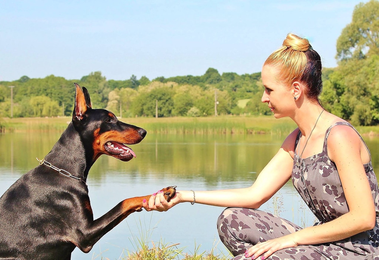 can therapy dogs sense sadness