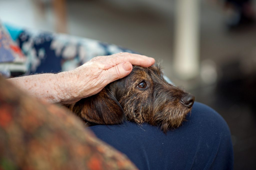 Therapy Dogs in Nursing Homes Corinnebrowntherapies.co.uk